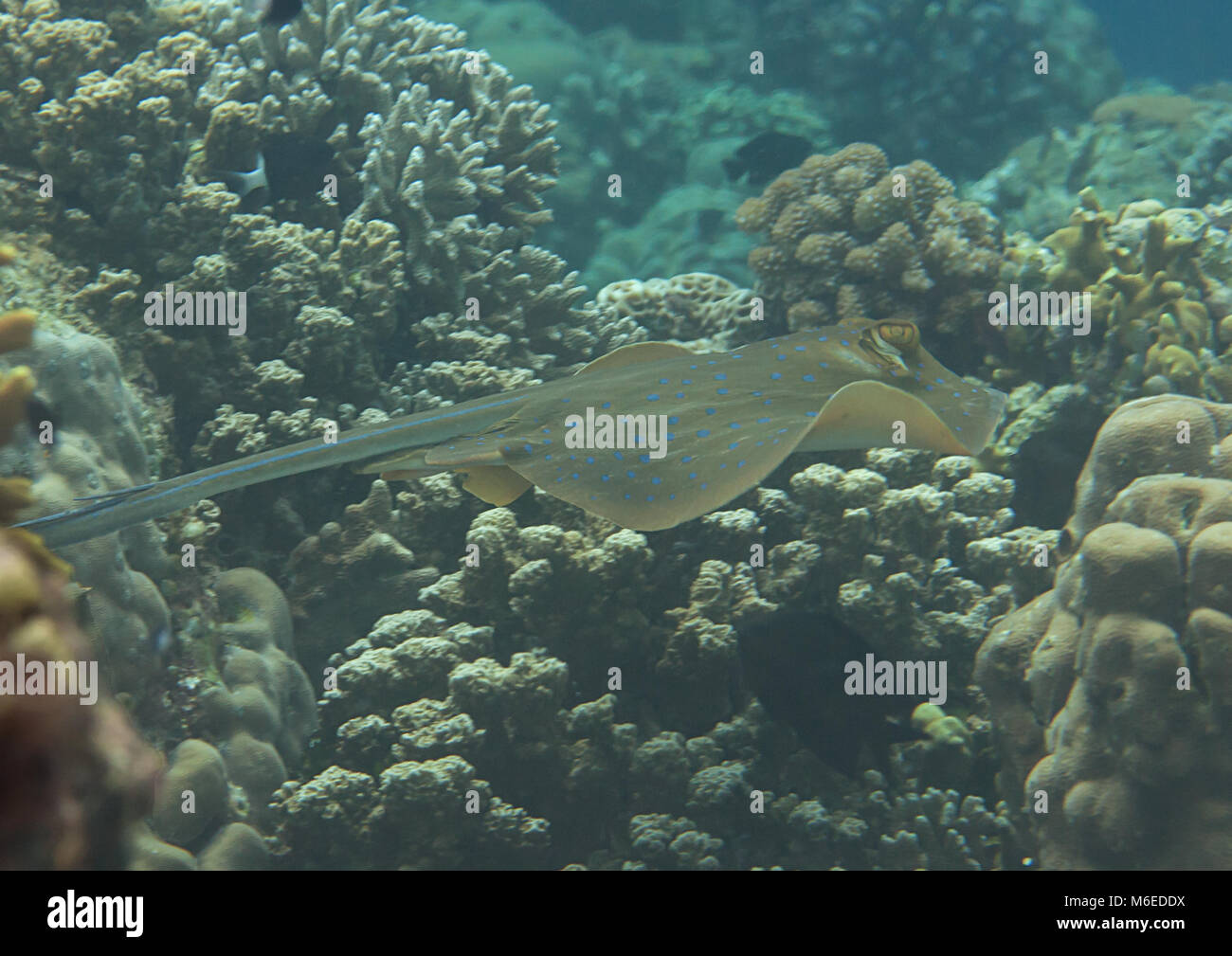 Blue-spotted stingray ( Dasyatis kuhlii ) swimming over coral reef of Bali, Indonesia Stock Photo