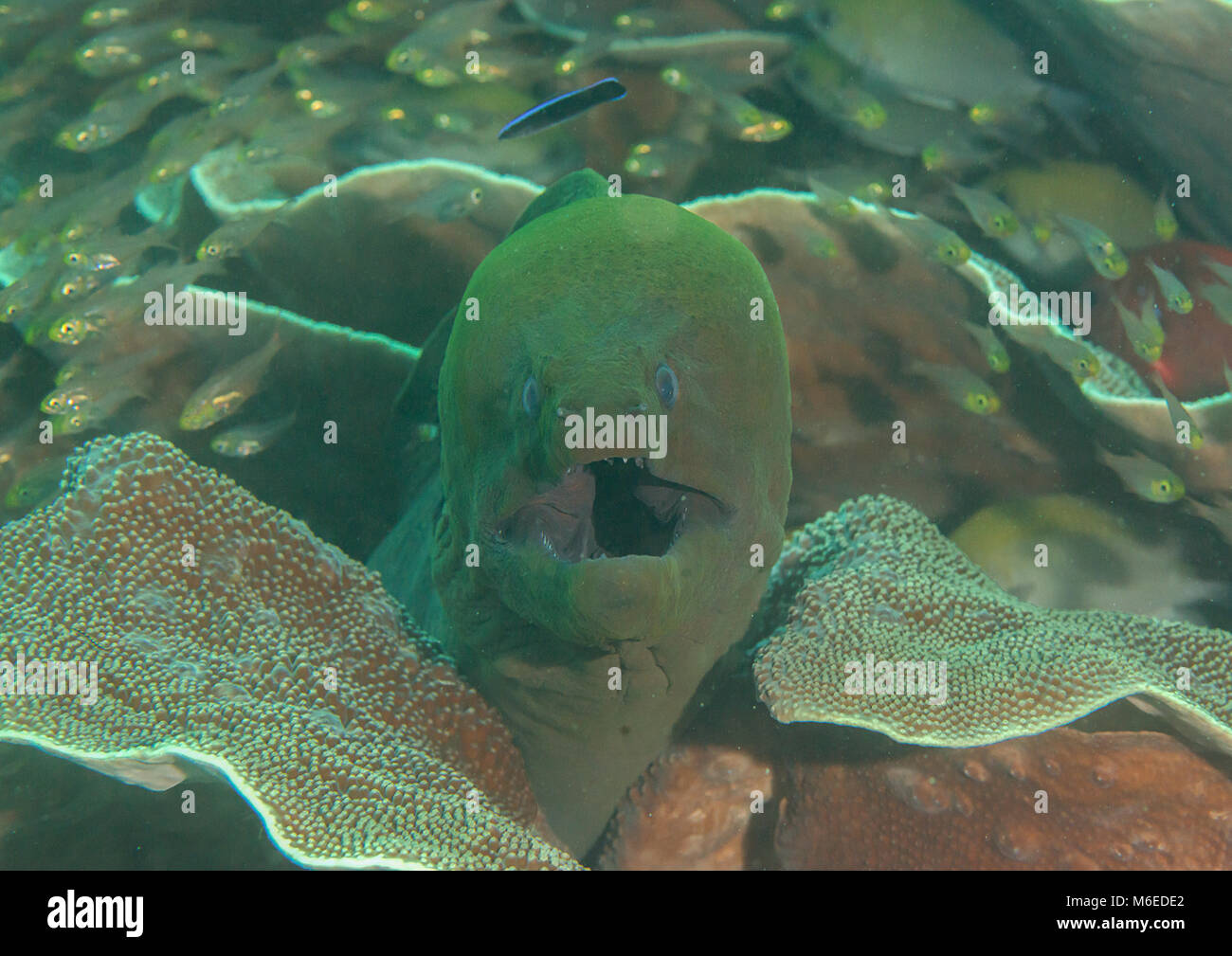 Giant moray eel ( Gymnothorax javanicus ) opens the mouth for cleaning, Bali, Indonesia Stock Photo