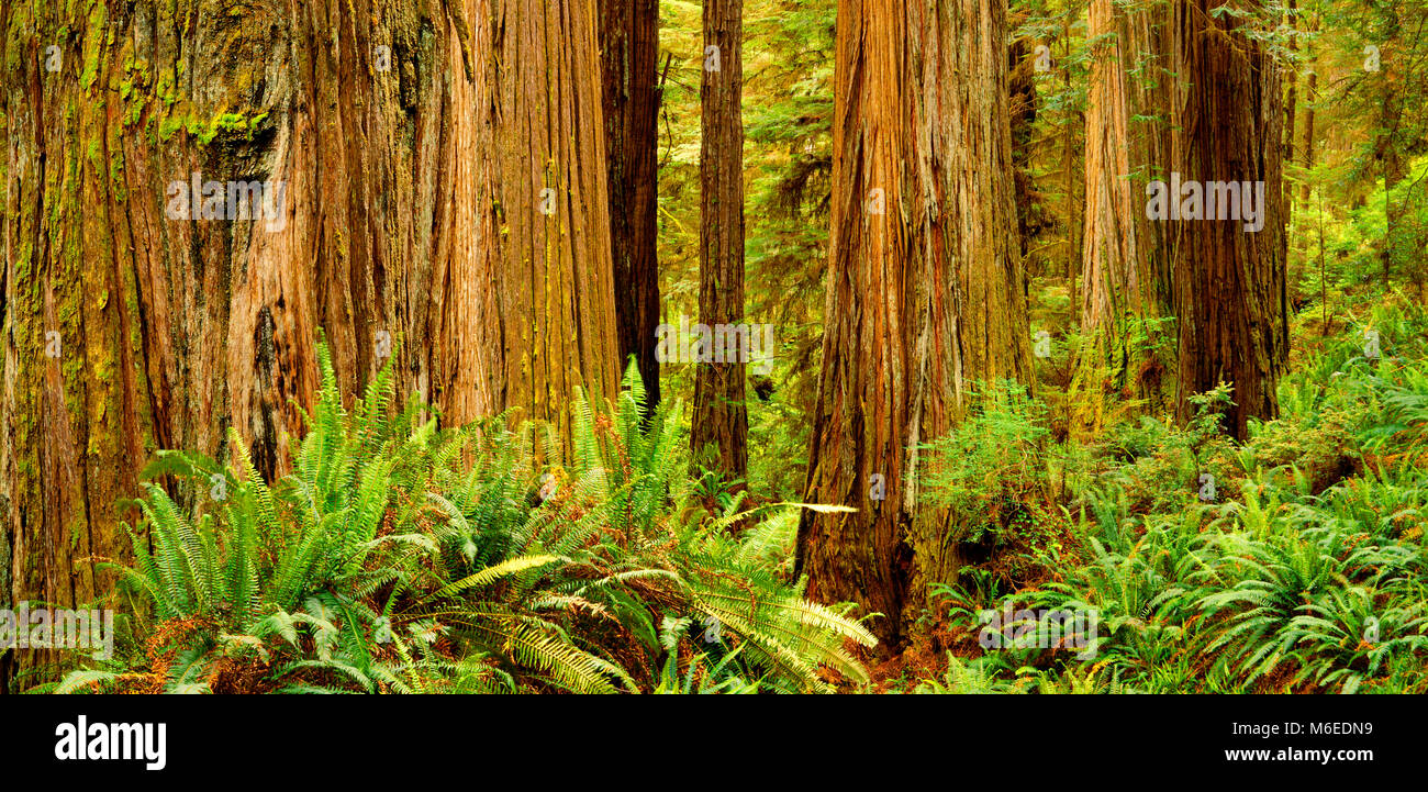 Sword Fern, Redwoods, Jedediah Smith State Park, California Stock Photo