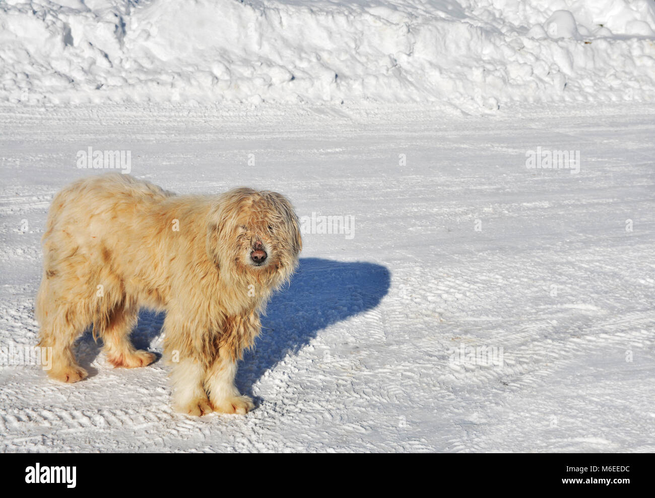 Carpathian white dog at Bolboci, Bucegi mountains, Romania Stock Photo