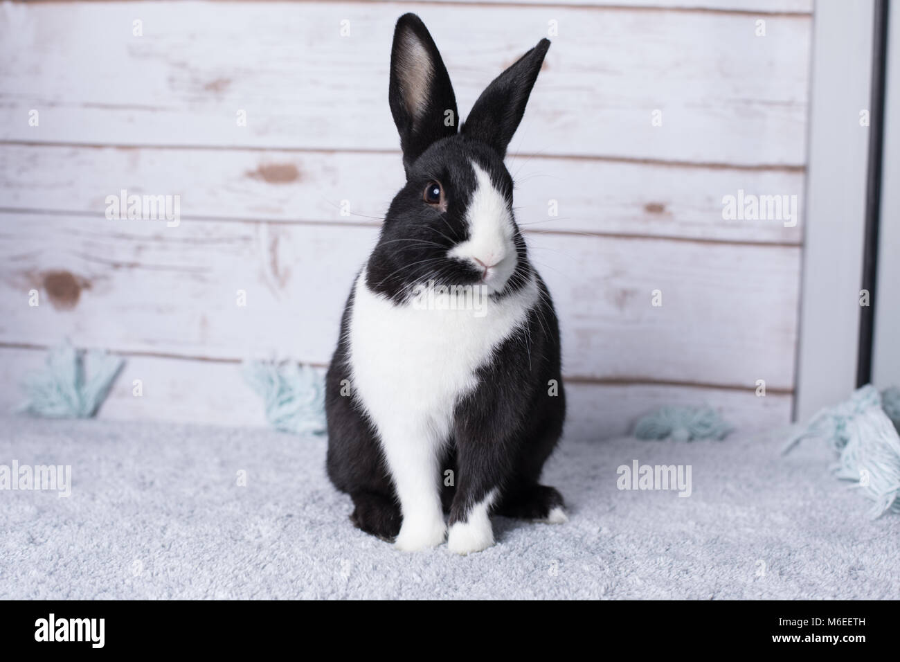 Beautiful little bunny on a rug at home Stock Photo Alamy