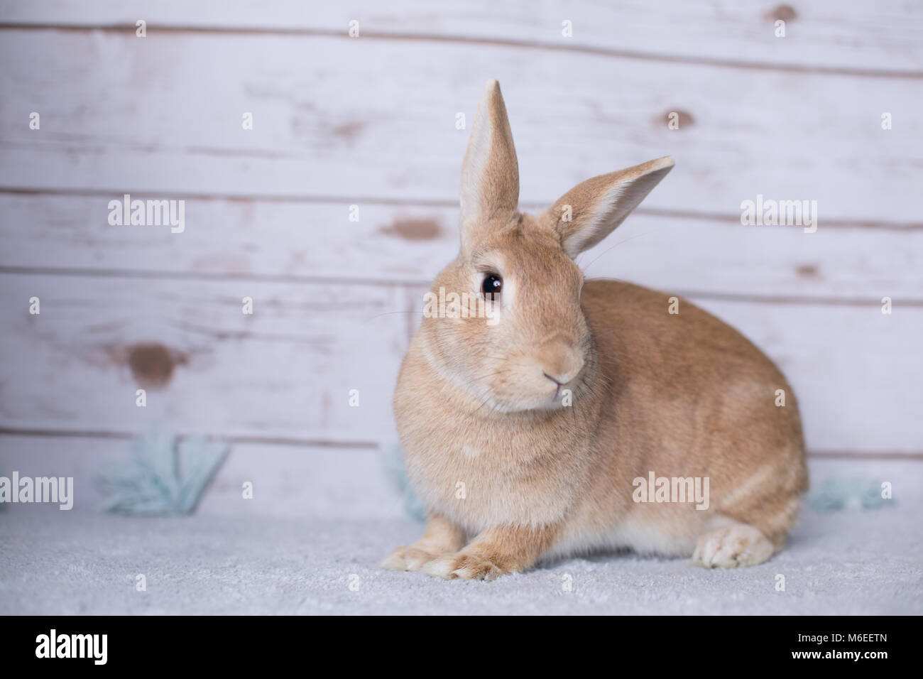 Beautiful little bunny on a rug at home Stock Photo Alamy