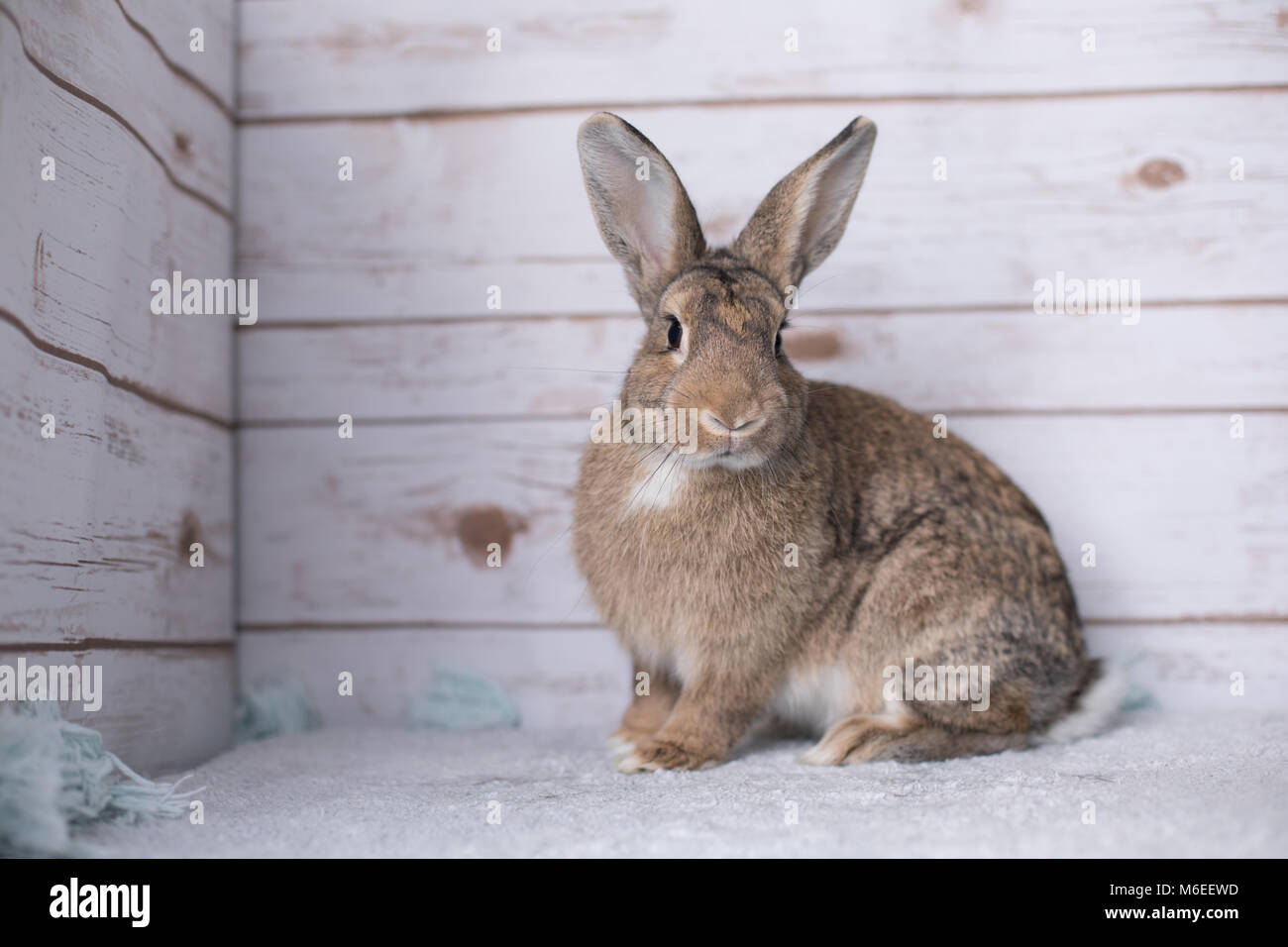 Beautiful little bunny on a rug at home Stock Photo Alamy
