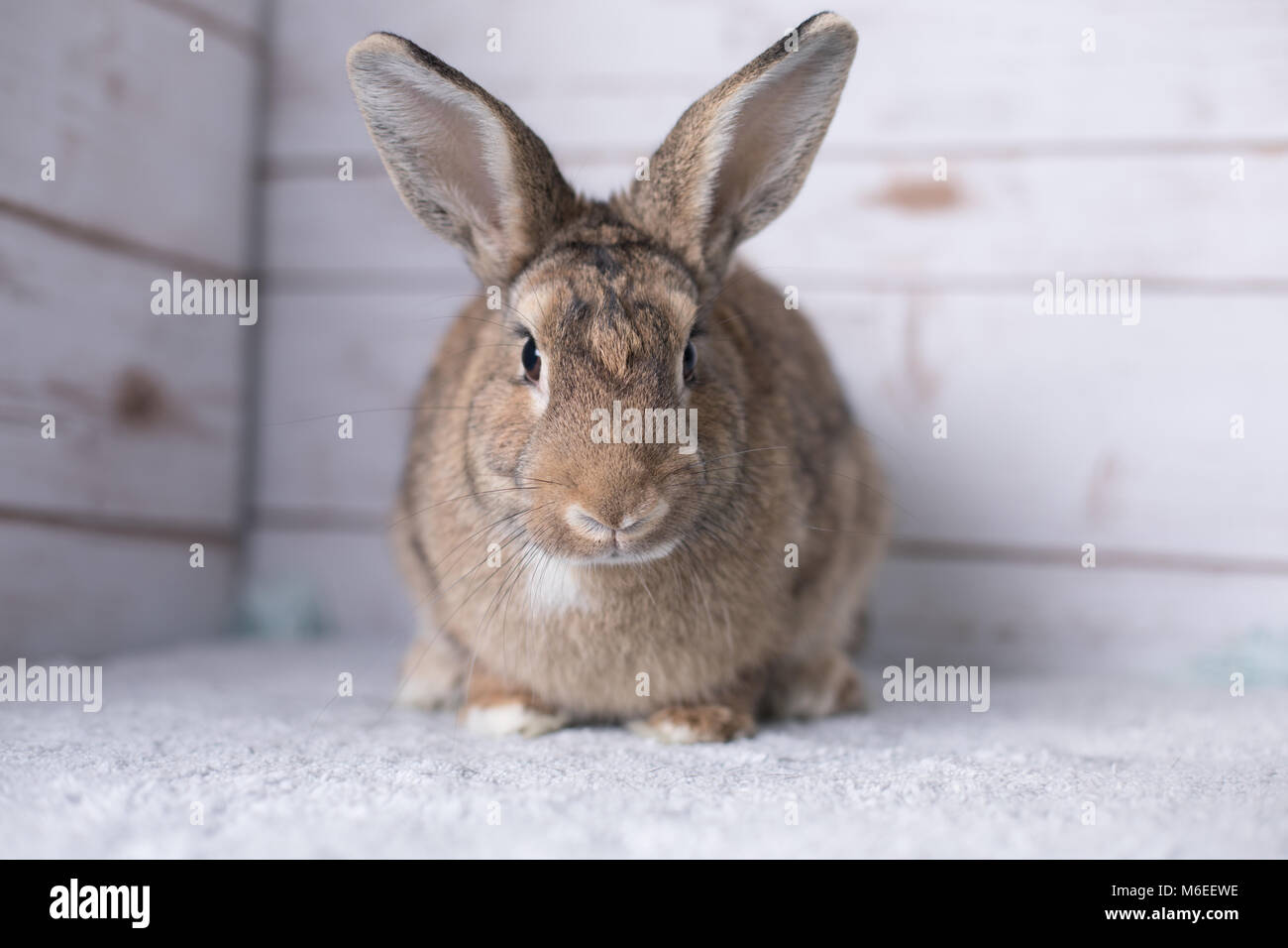 Beautiful little bunny on a rug at home Stock Photo Alamy