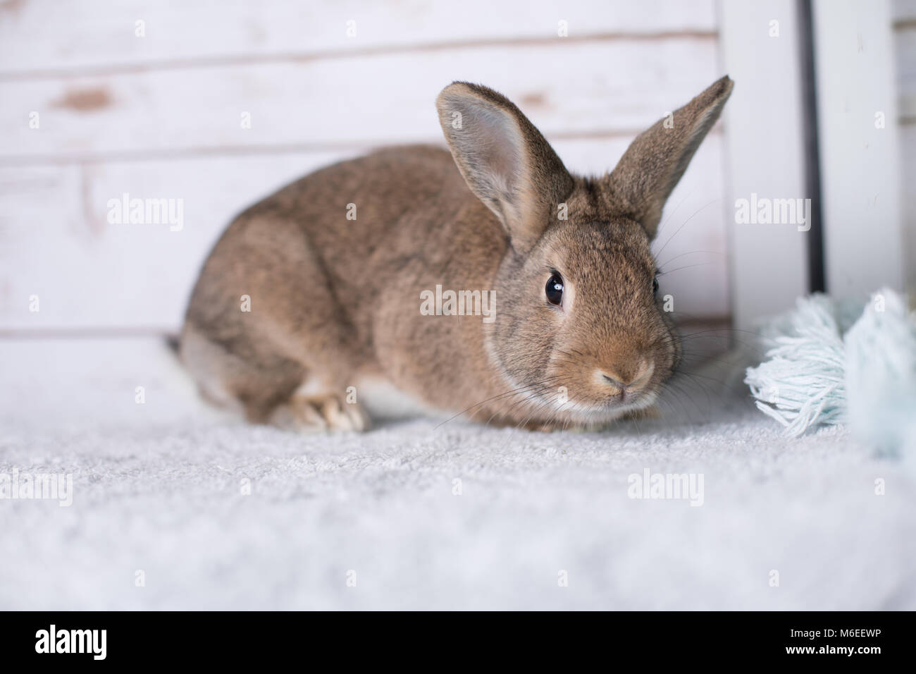 Beautiful little bunny on a rug at home Stock Photo Alamy