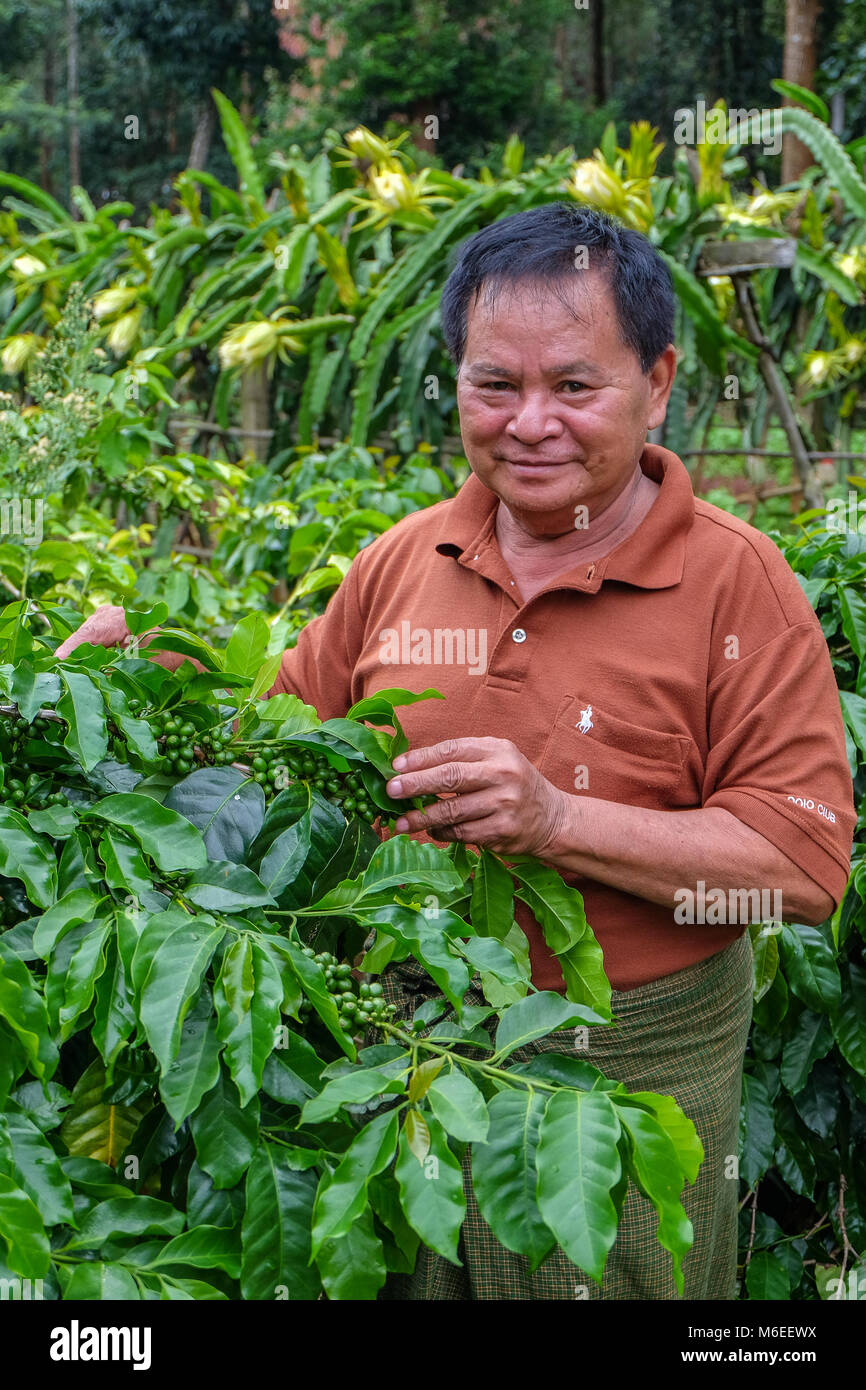 Dragon fruit coffee beans hires stock photography and images Alamy