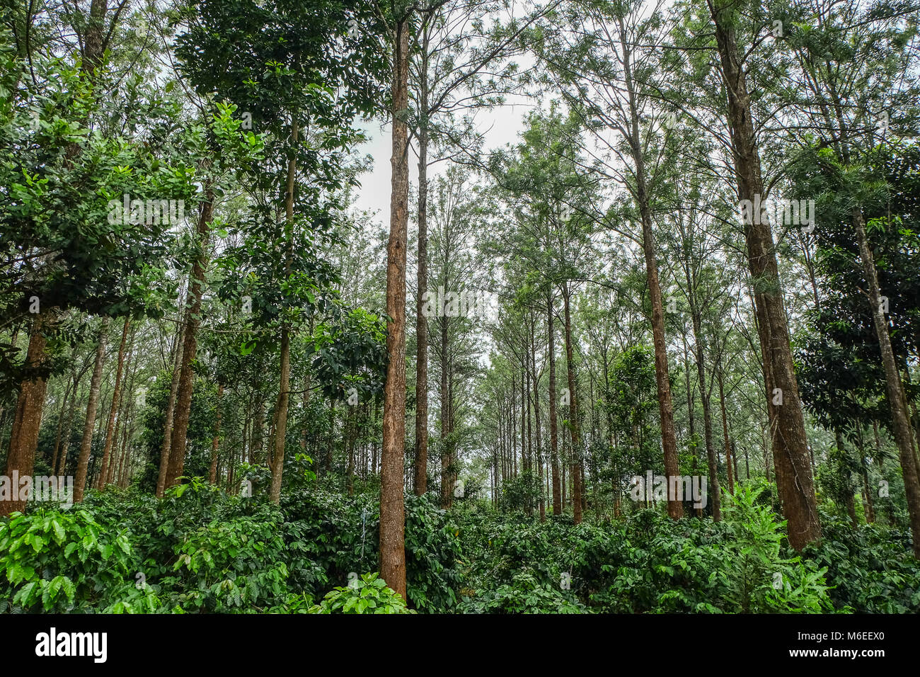 Silver Oak High Resolution Stock Photography and Images Alamy