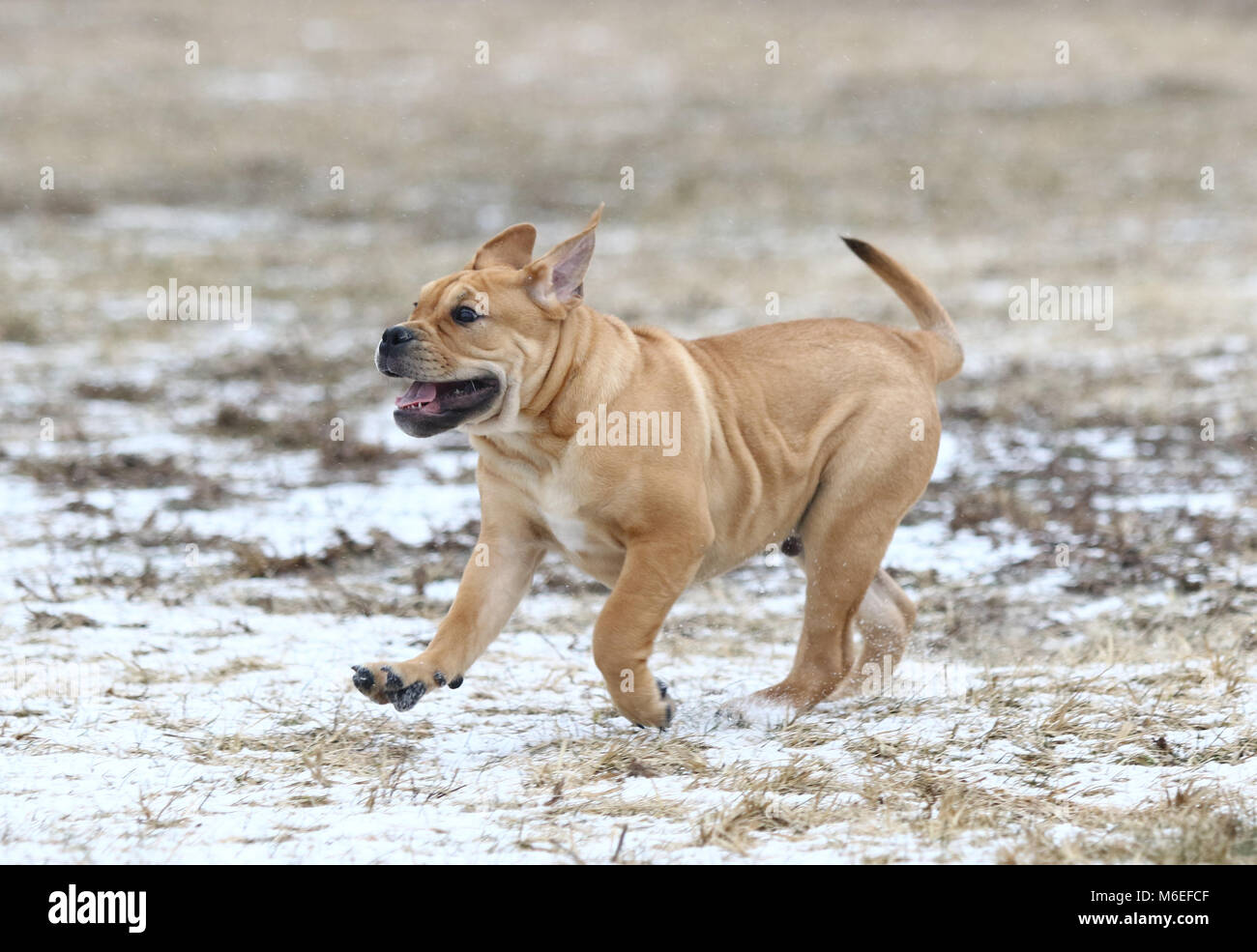 Brown three months old Ca de Bou (Mallorquin Mastiff) male puppy dog playing outdoors Stock Photo