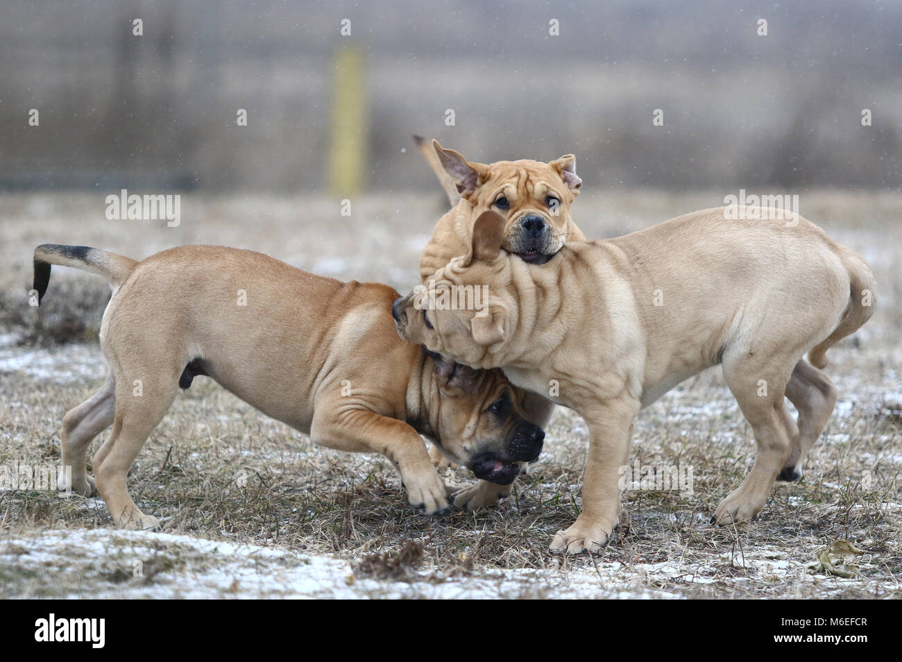 Three brown three months old Ca de Bou (Mallorquin Mastiff) male puppy dogs playing outdoors Stock Photo