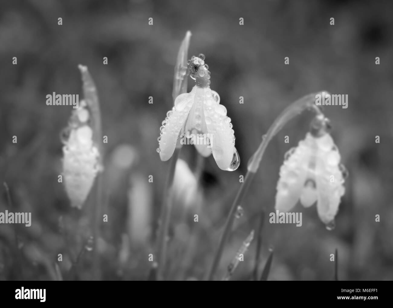 Three 3 Snowdrops trio with rain drops close up macro detail black and white Stock Photo