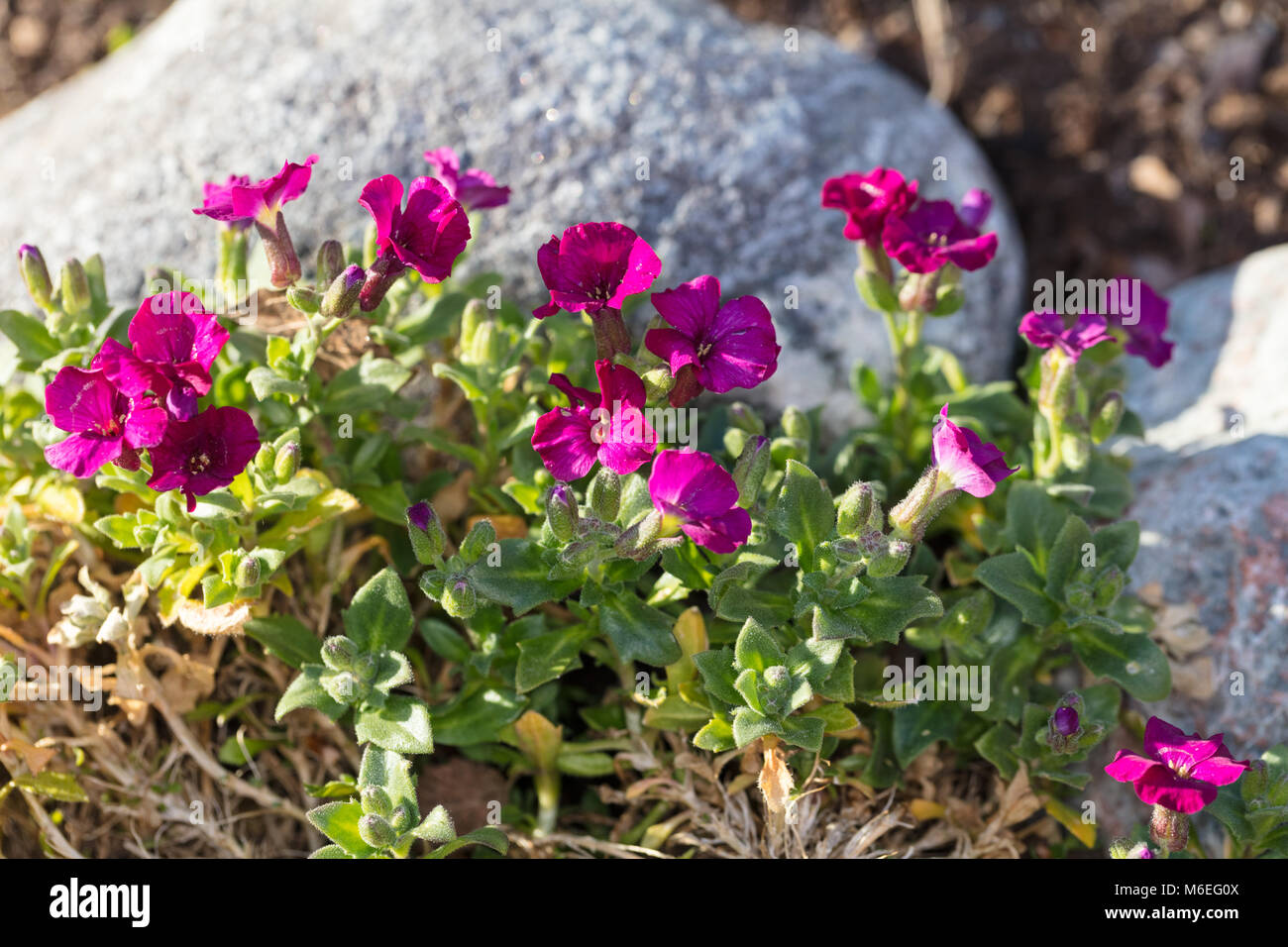 'Cascade Red' Rockcress, Aubrietia (Aubrieta deltoidea) Stock Photo