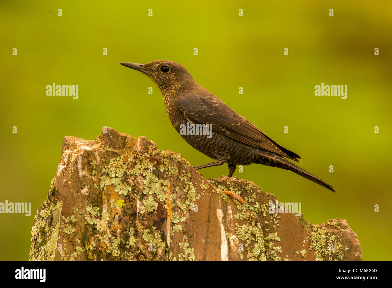 blue-rock-thrush-monticola-solitarius-female-perched-stock-photo-alamy