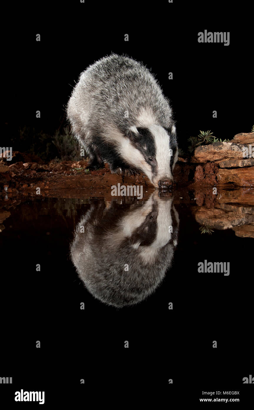 EUROPEAN BADGER,drinking water and reflected, (Meles meles) Stock Photo
