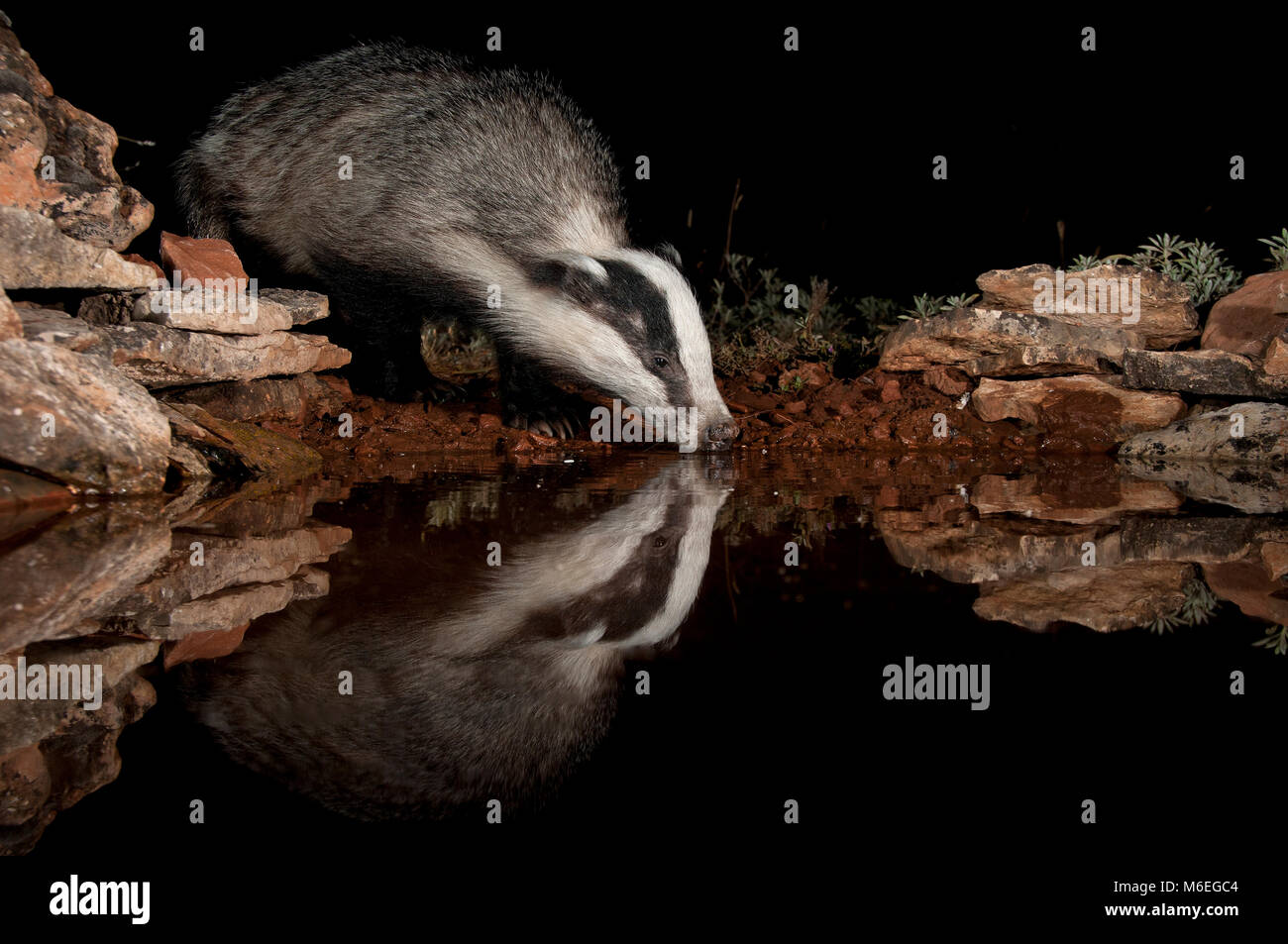 EUROPEAN BADGER,drinking water and reflected, (Meles meles) Stock Photo