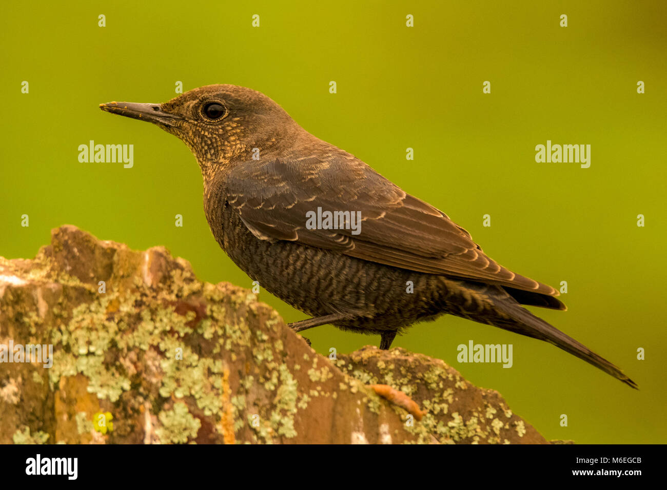 blue-rock-thrush-perched-hi-res-stock-photography-and-images-alamy