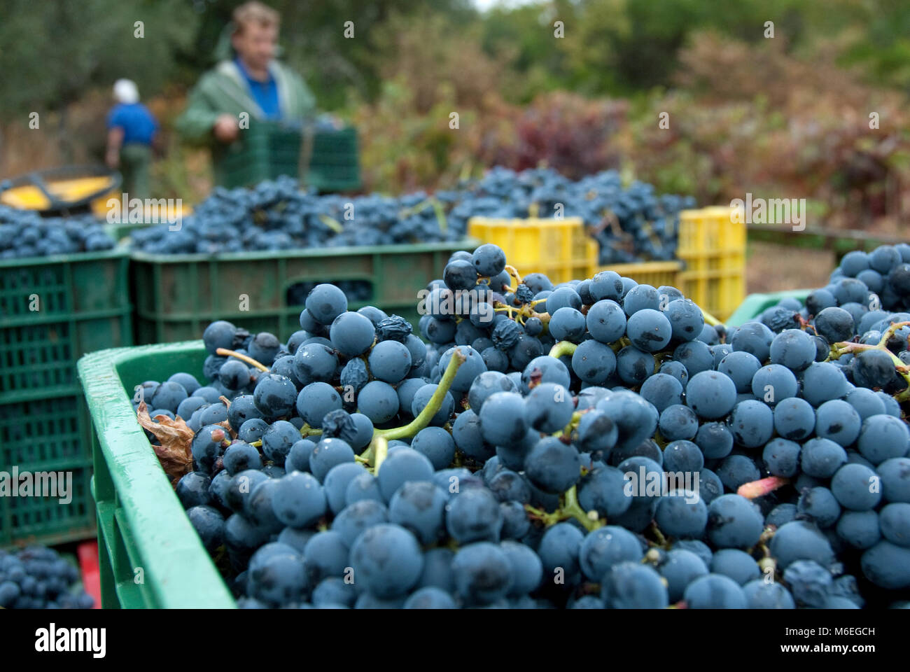 MEN COLLECTING GRAPES OF GRAPES FOR WINE, HARVESTING, TRANSPORTATION Stock Photo