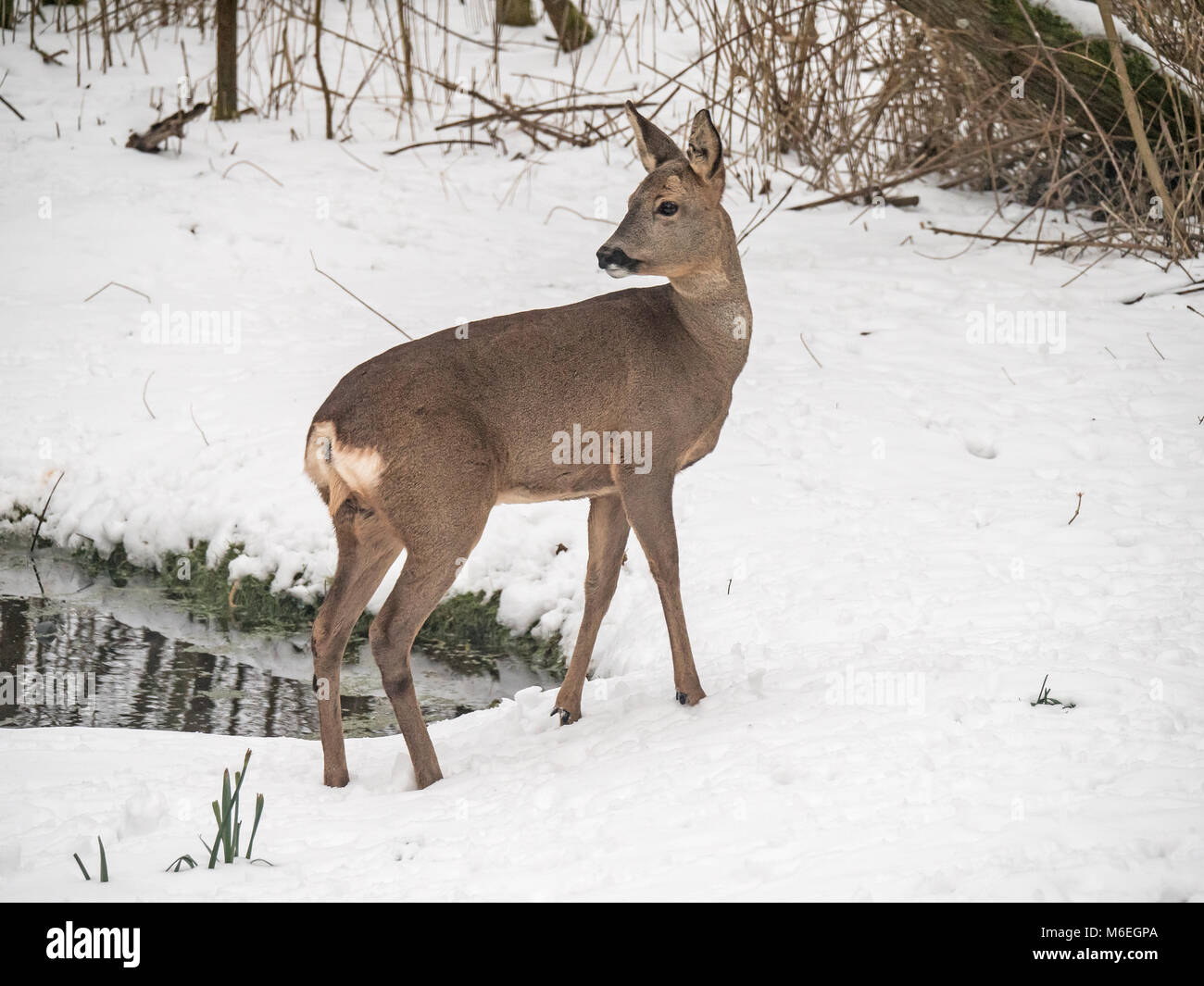 Roe Deer Capreolus capreolus in heavy snow Stock Photo - Alamy