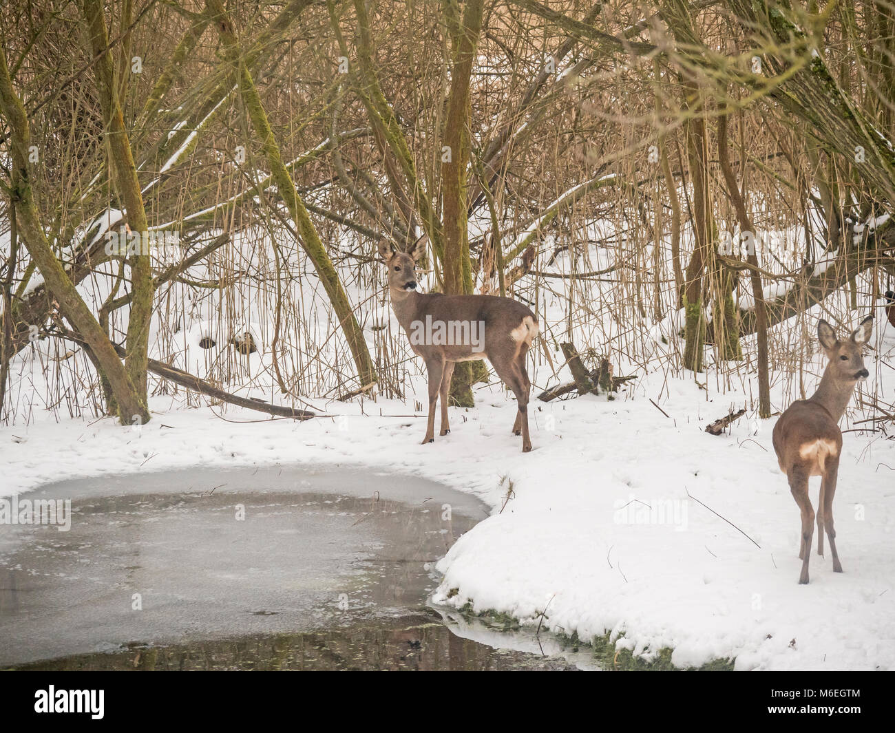 Roe Deer Capreolus capreolus in heavy snow Stock Photo - Alamy