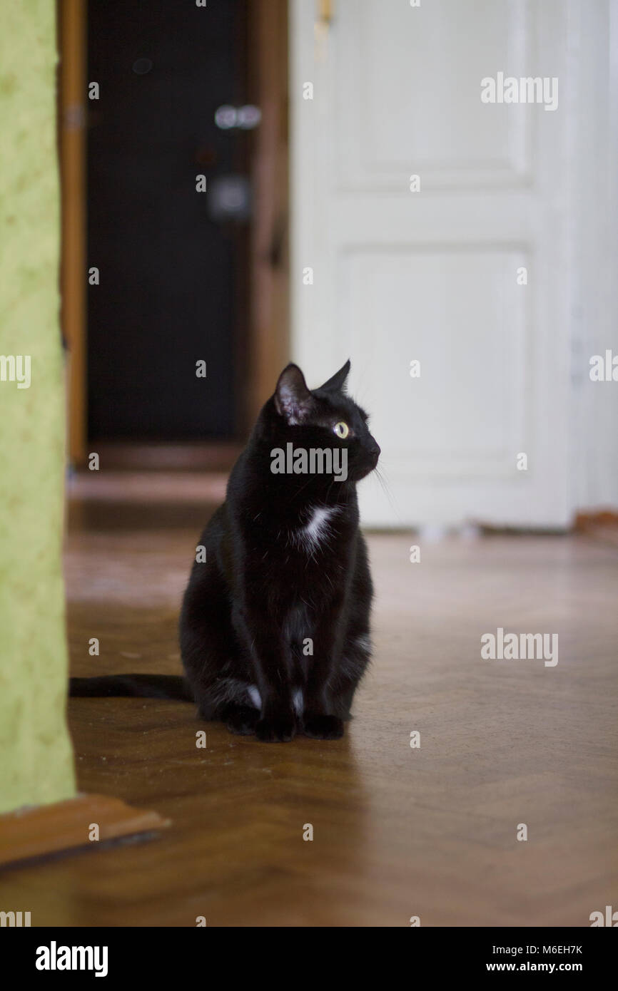 Black cat with yellow eyes sitting on the floor of the house Stock ...