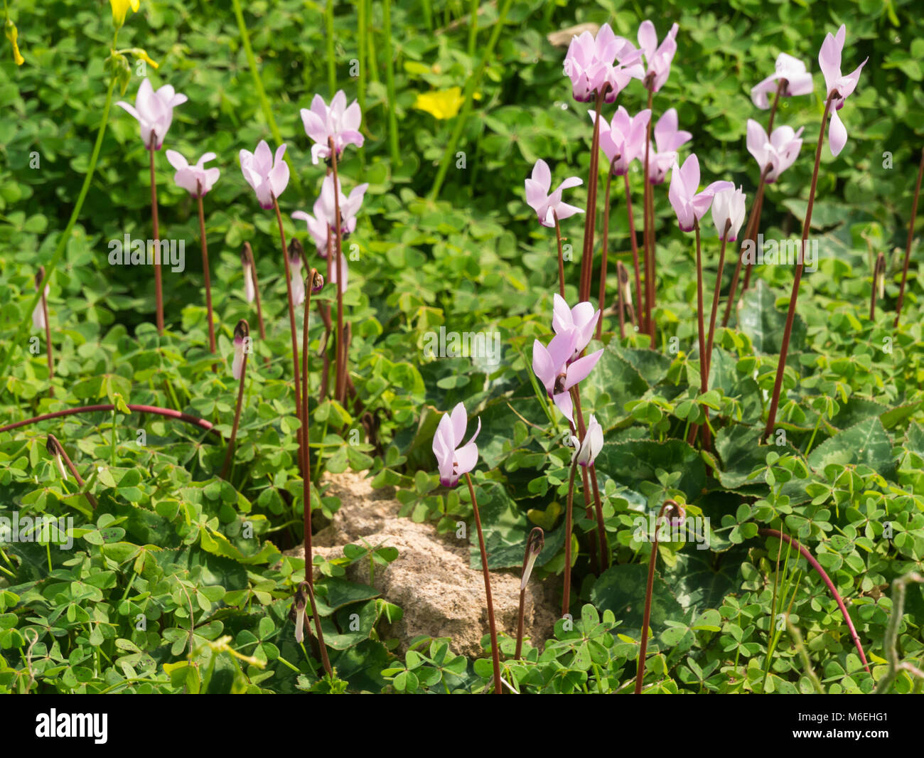 Cyprus flora hires stock photography and images Alamy