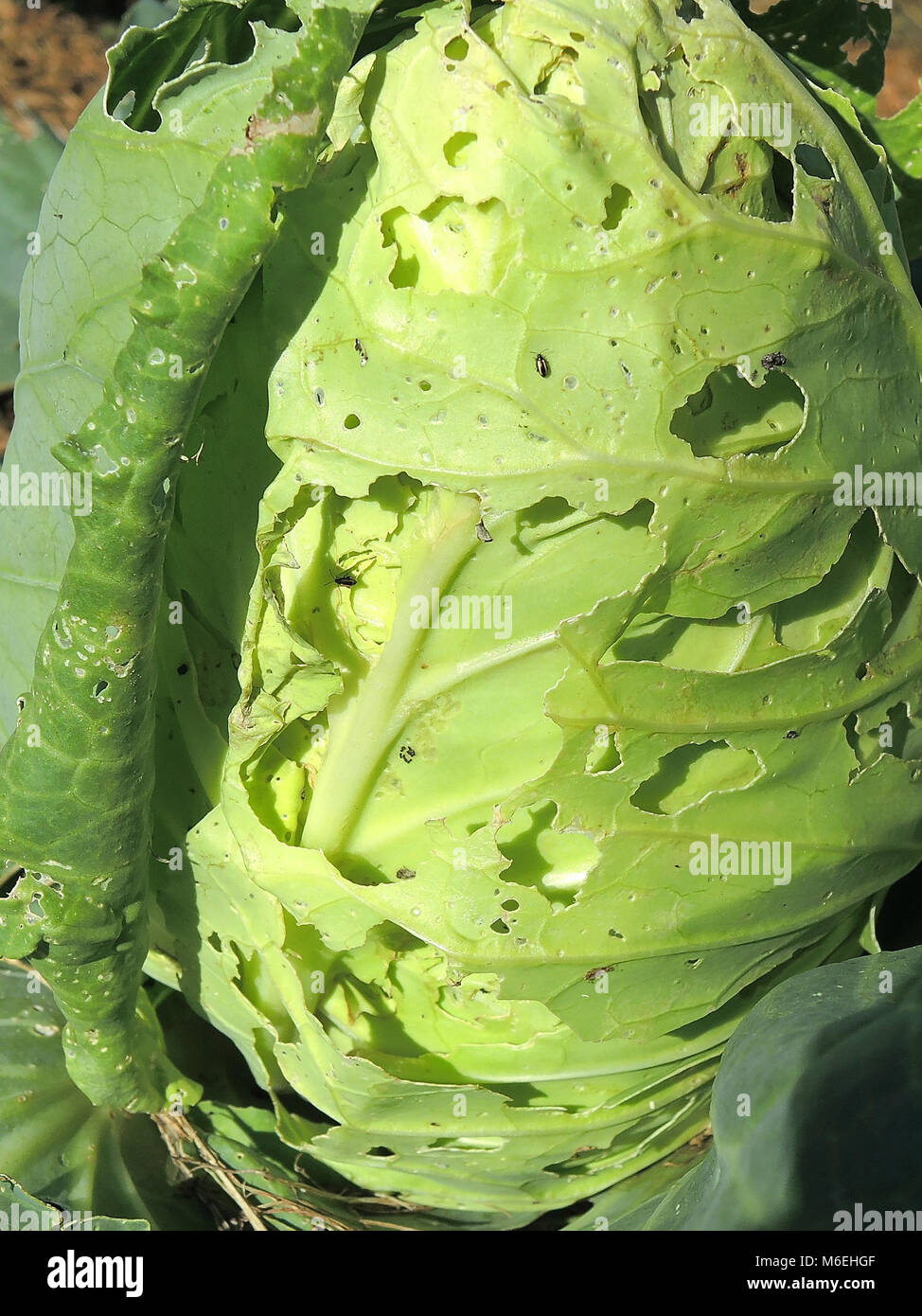 Cabbage Butterfly 3 Stock Photo Alamy