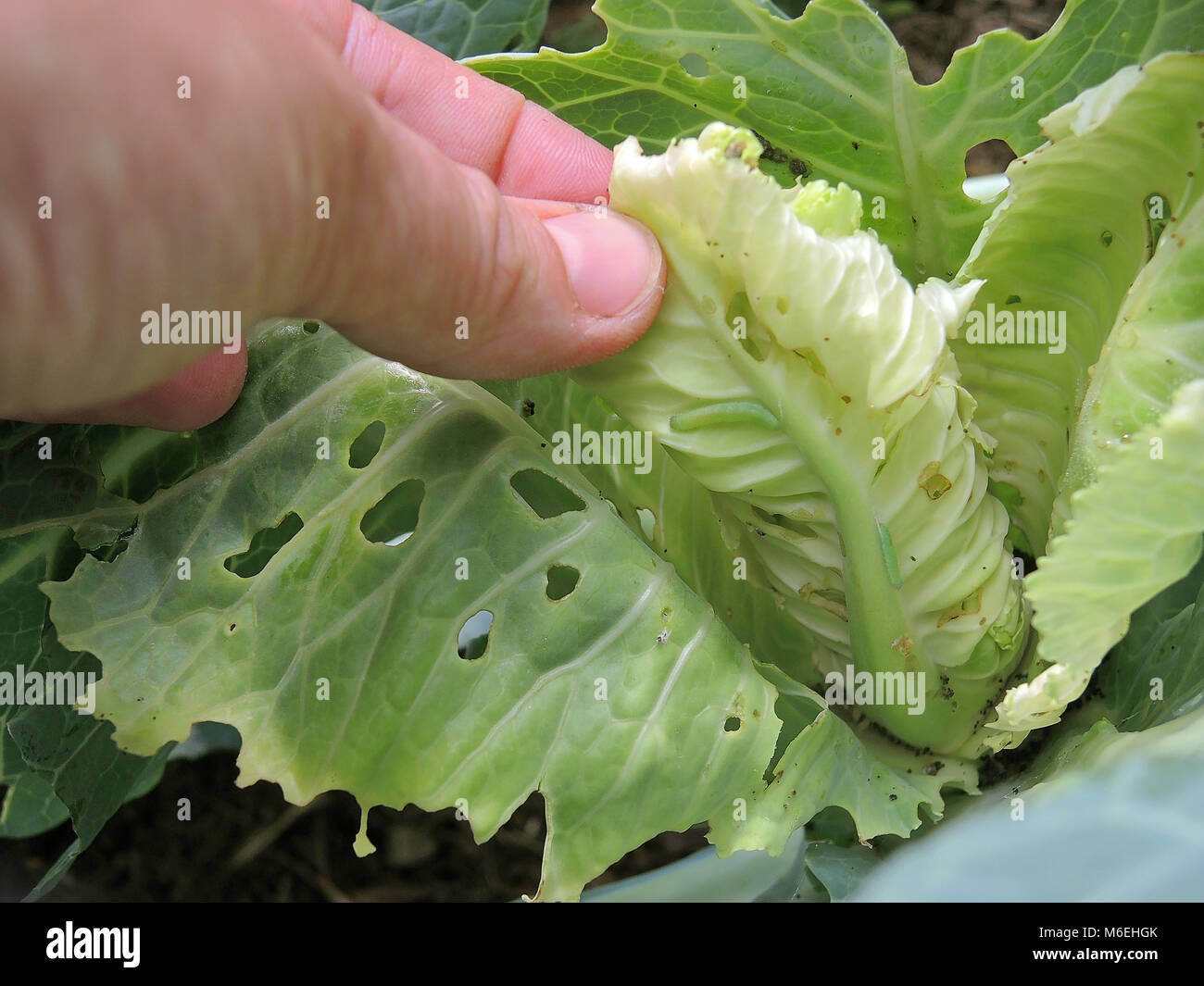 Cabbage Butterfly 4 Stock Photo Alamy