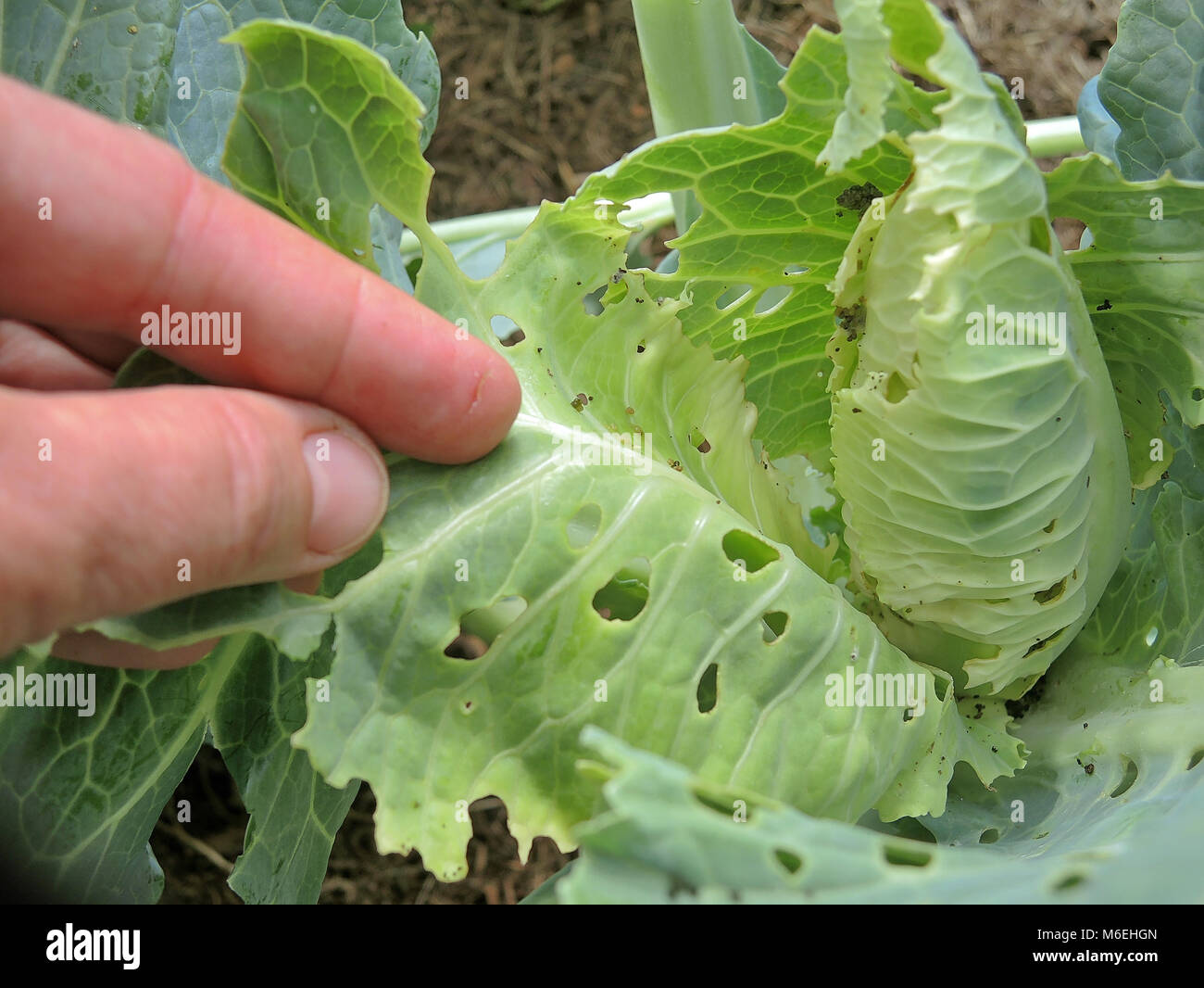 Cabbage Butterfly 5 Stock Photo Alamy