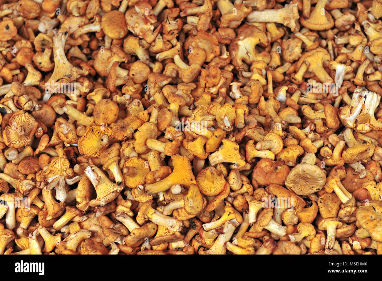 Chantharellales hires stock photography and images Alamy