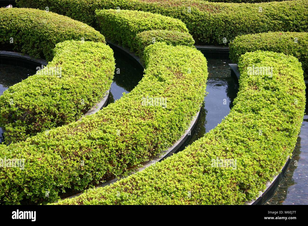 Bright green topiary planting and water rills in Californian garden ...