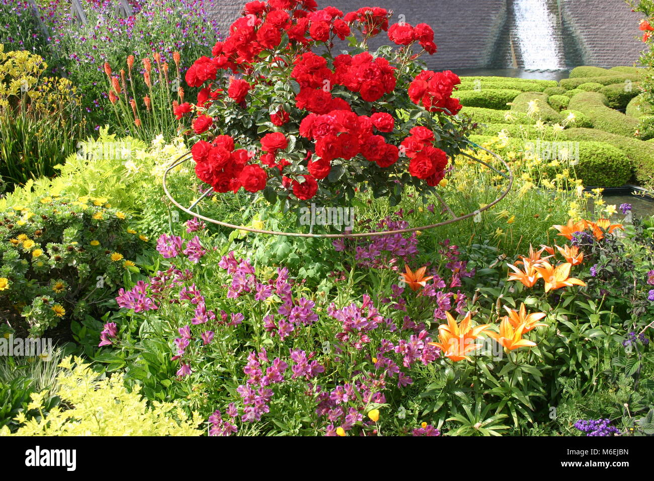 Red California Roses Red roses, Californian gardens in full bloom Stock Photo - Alamy