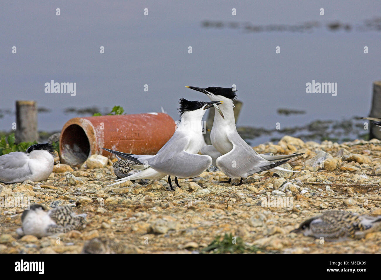 Sandwich Tern Sterna Sandvicensis In Breeding Colony Brownsea Island