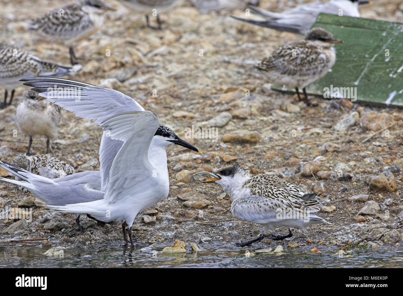 Sandwich Tern Sterna Sandvicensis In Breeding Colony Brownsea Island