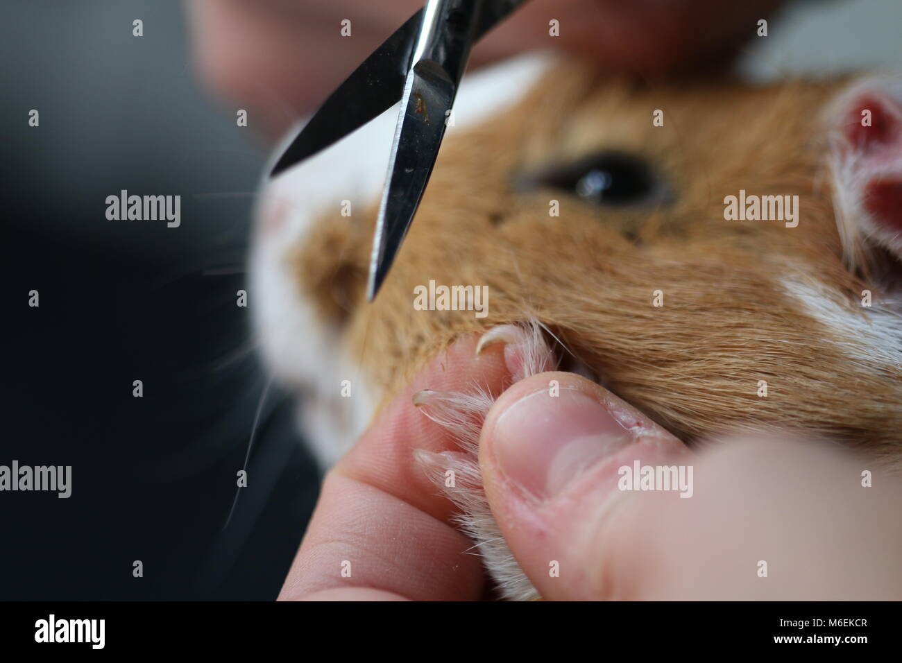 Guinea pig having its claws clipped Stock Photo