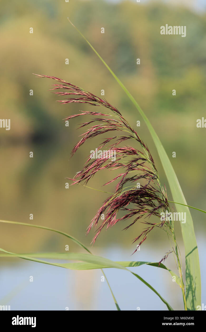 Grass common reed hires stock photography and images Alamy