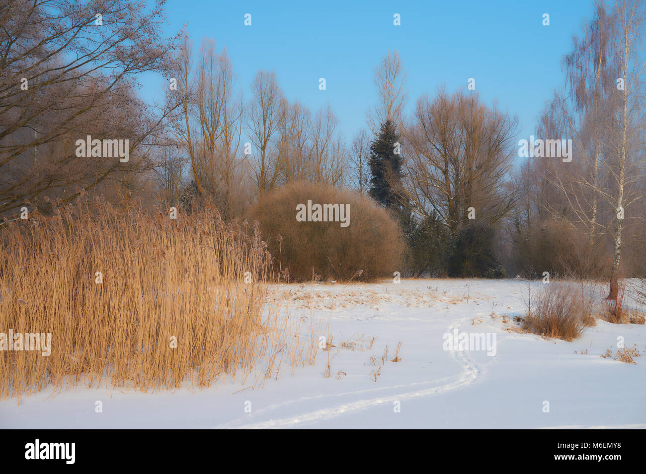 Frost covered fields trees hi-res stock photography and images - Alamy