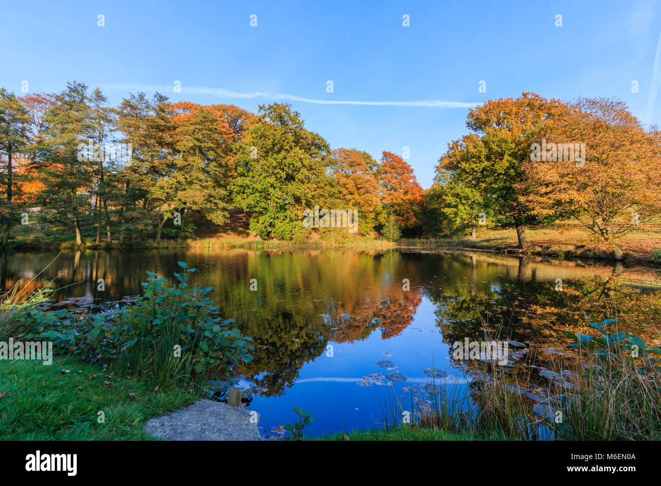 View across an English pond towards  an Autumn woodland backdrop Stock Photo