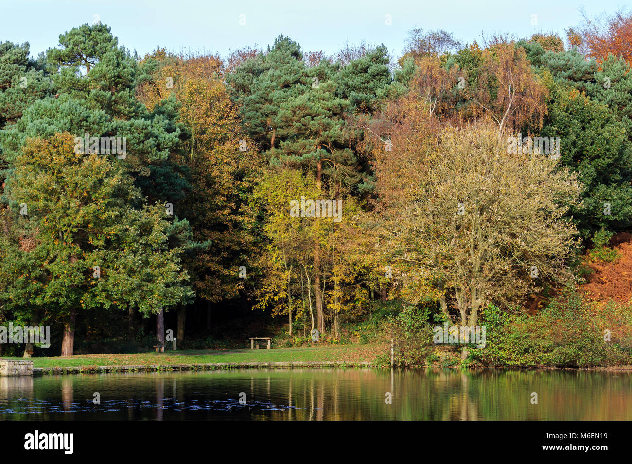 View across an English pond towards  an Autumn woodland backdrop Stock Photo