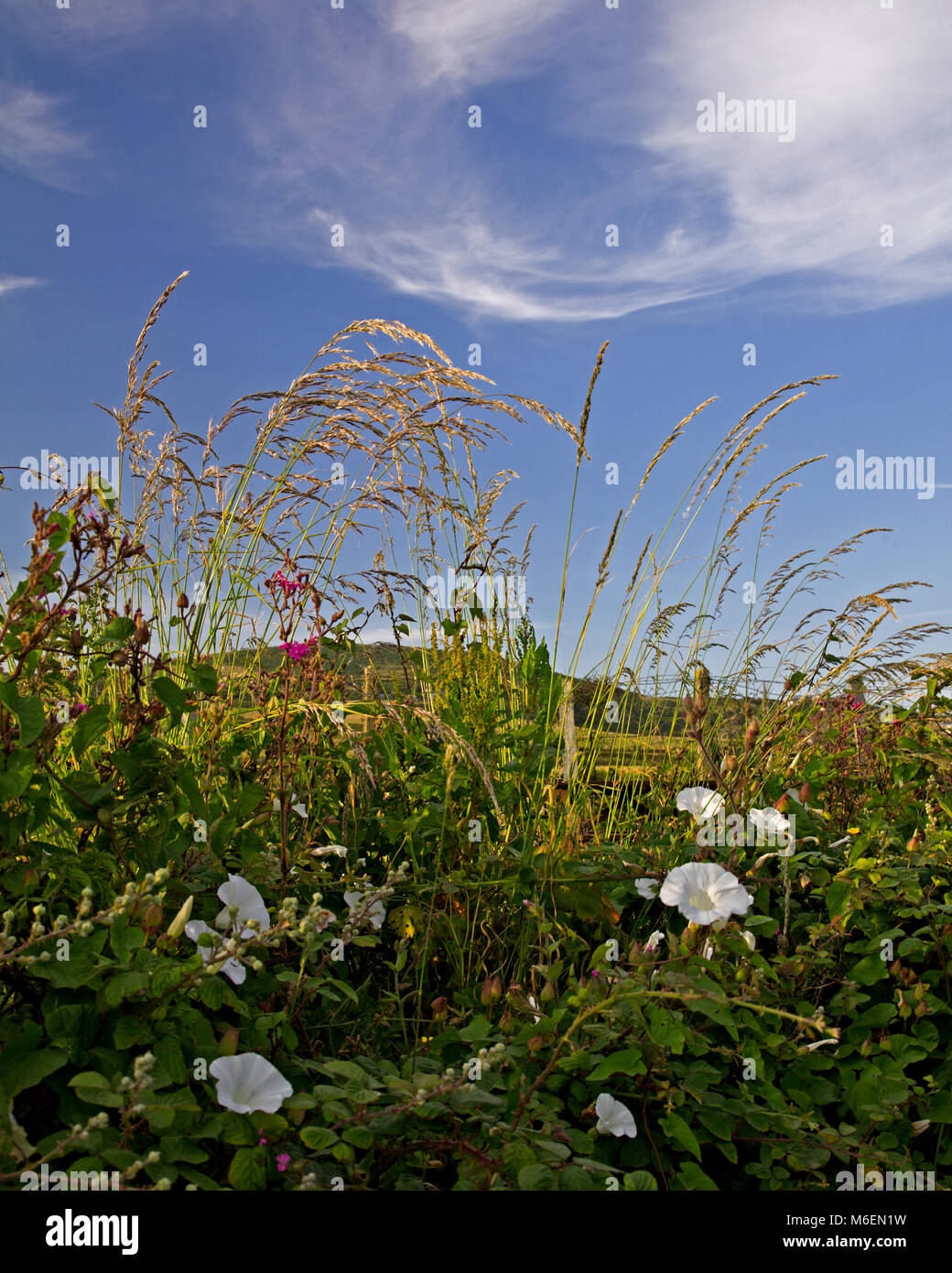 Hedgerow flowers set against a blue sky, Anglesey, Wales Stock Photo