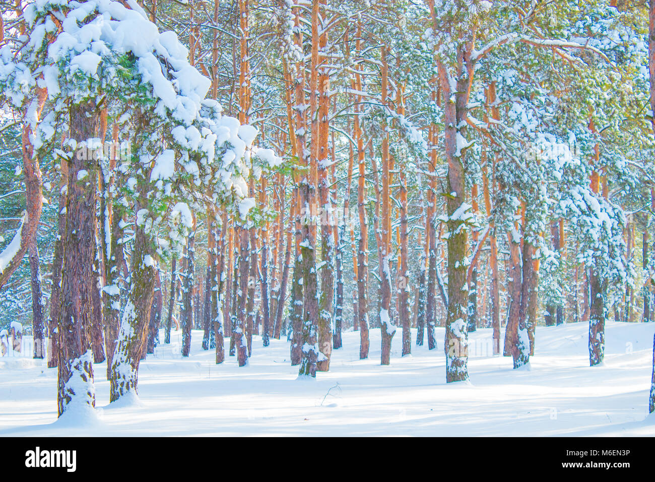 Fairy-tale forest.. Winter snow-covered forest on a sunny day Stock Photo