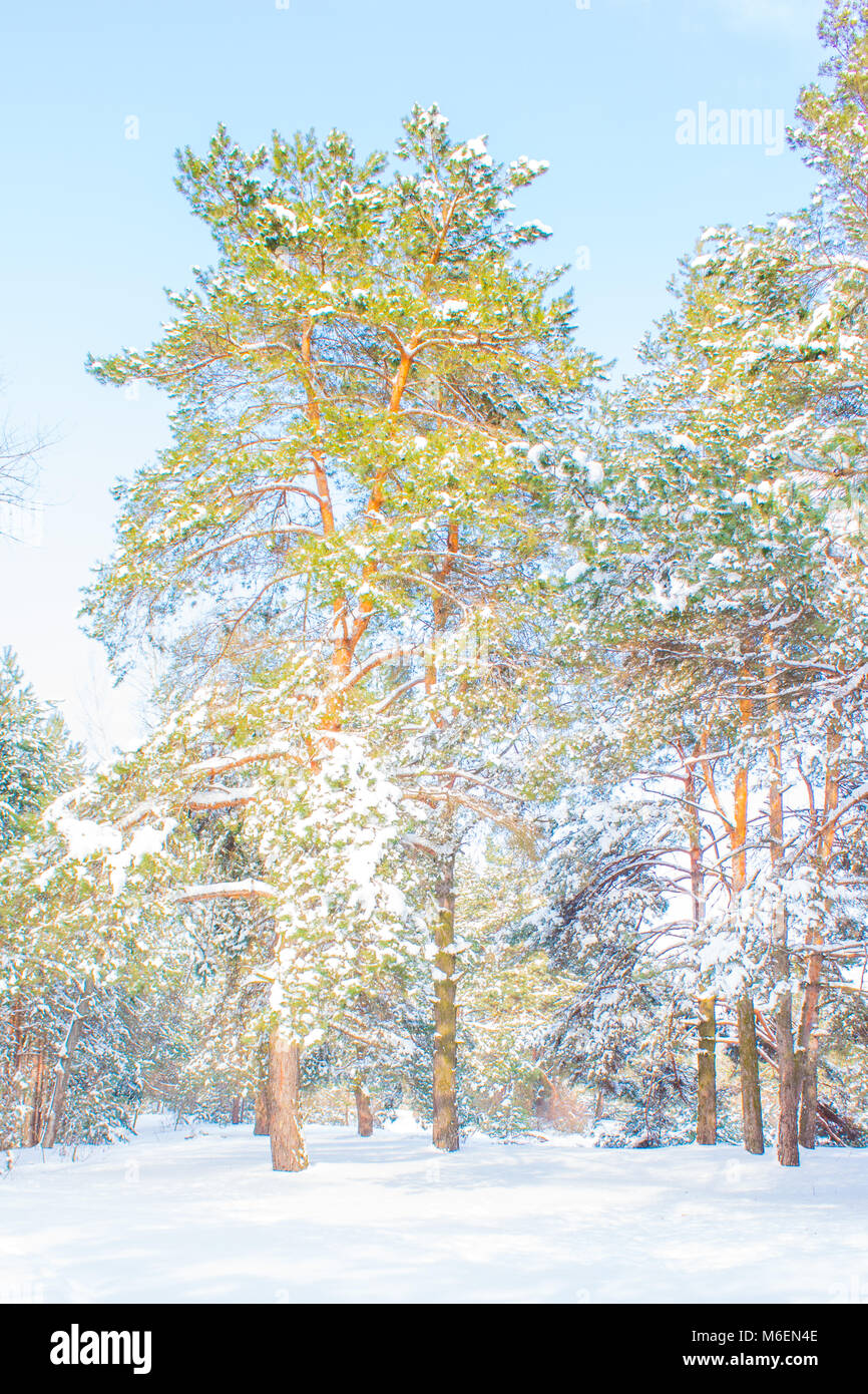 Fairy-tale forest.. Winter snow-covered forest on a sunny day Stock Photo