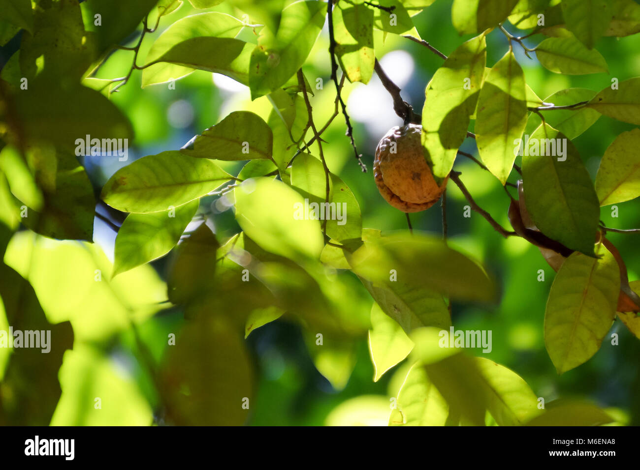 Nutmeg Tree High Resolution Stock Photography and Images Alamy