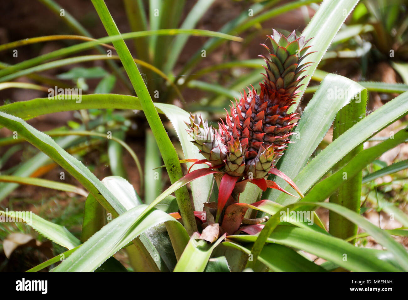 Red pineapple (ananas bracteatus) growing in a plantation in Sri Lanka Stock Photo