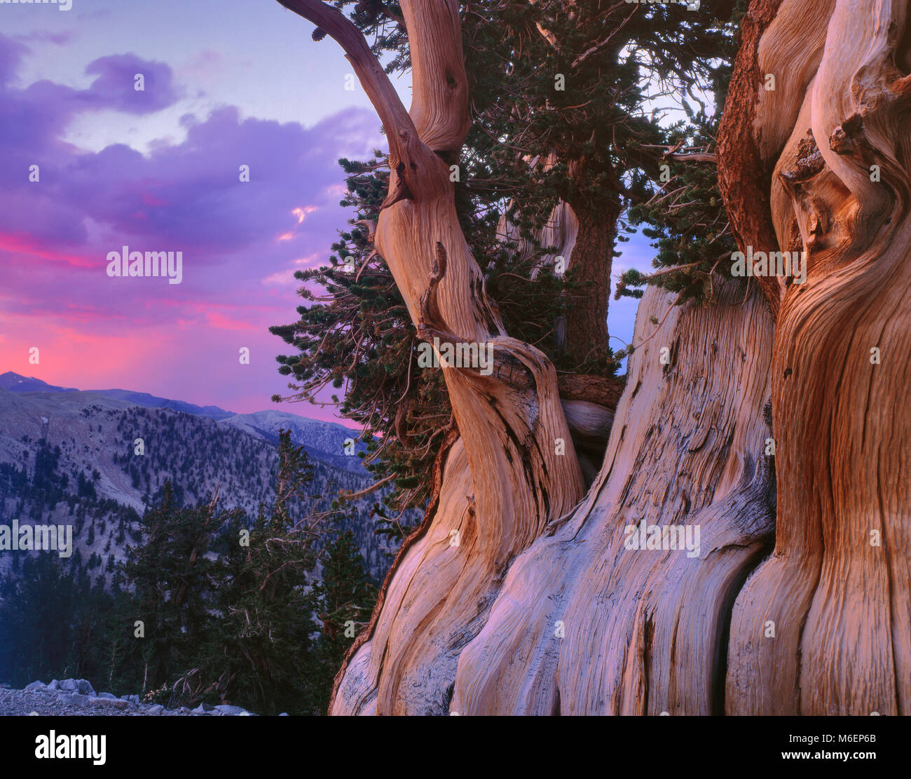 Sunset, Bristlecone Pine, Pinus longaeva, White Mountains, Inyo National Forest, Eastern Sierra, California Stock Photo