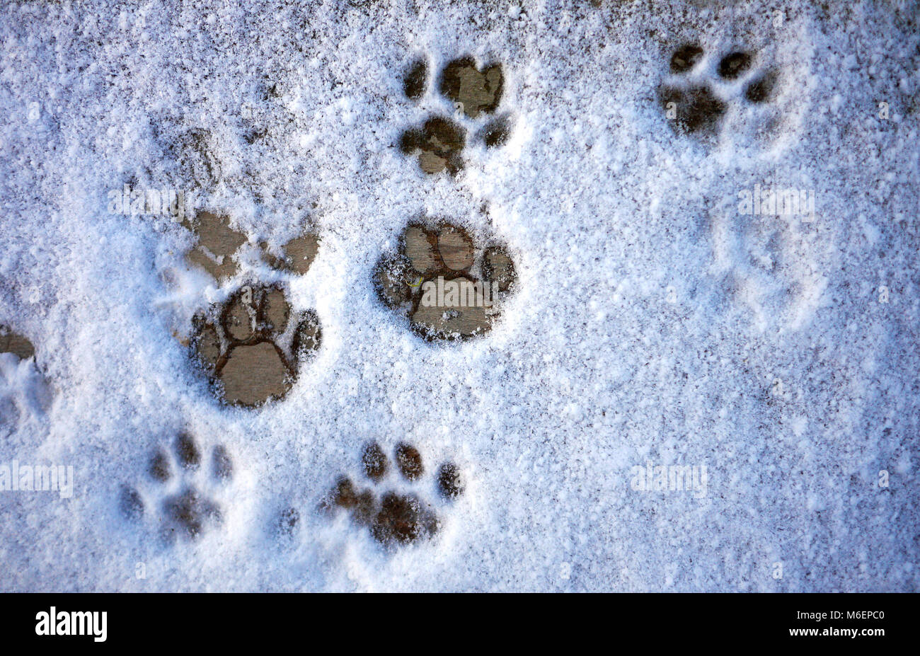 Cat footprint best sale