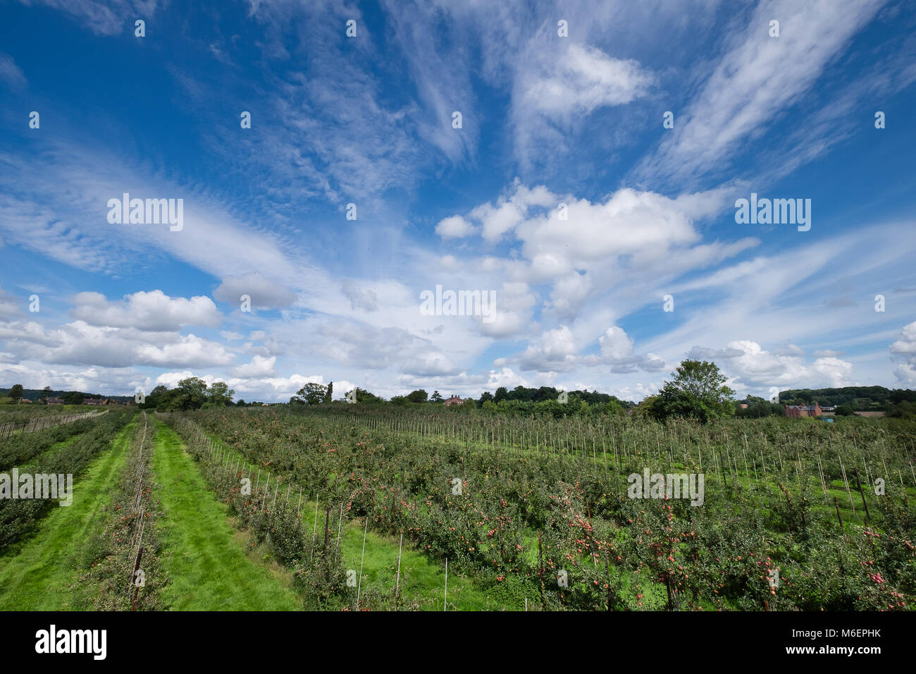 View of fruit orchard from above Stock Photo