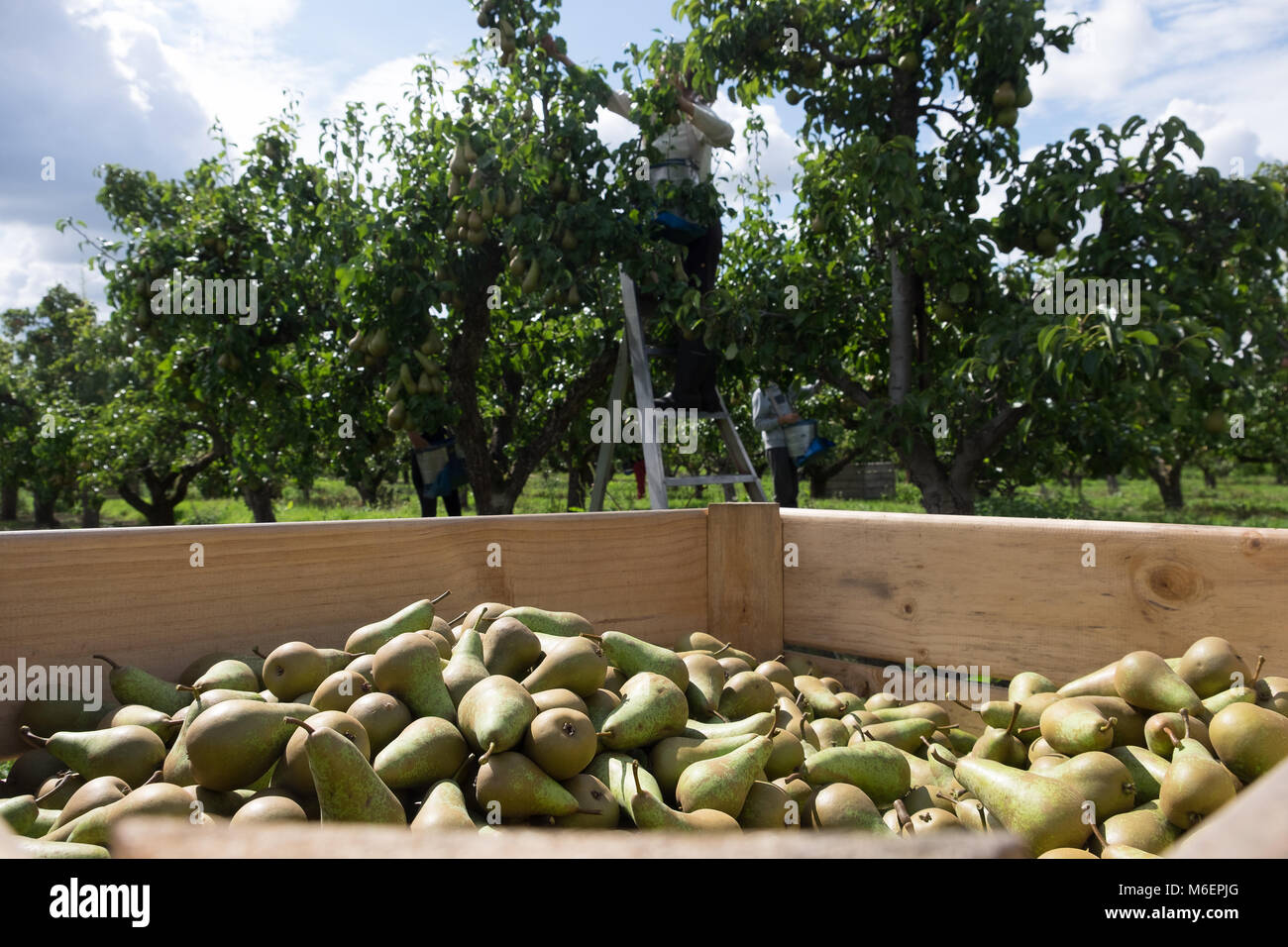 Wooden crate of pears with fruit trees in the background during harvest Stock Photo