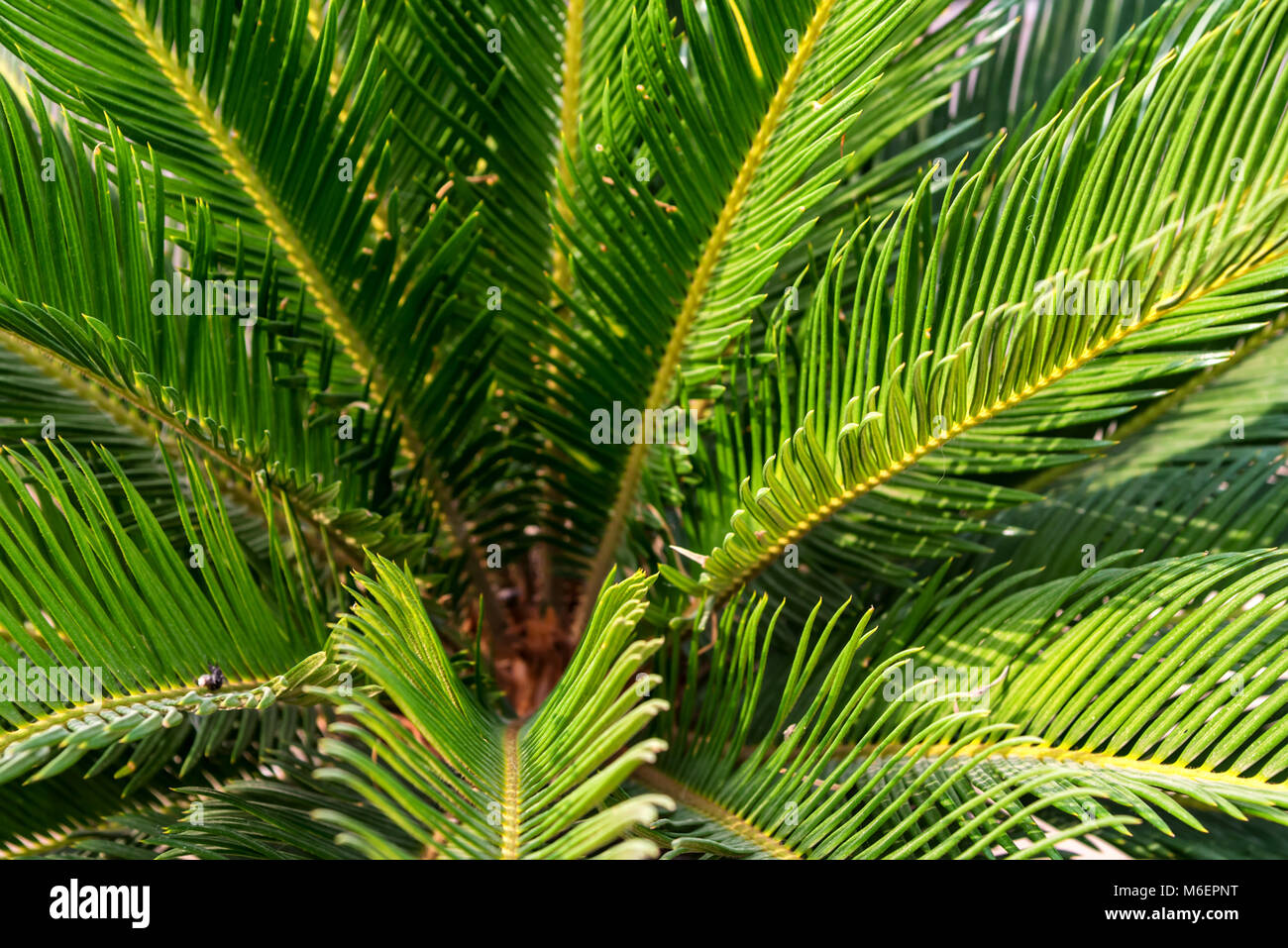Mombasa cycad or Encephalartos hildebrandtii Stock Photo