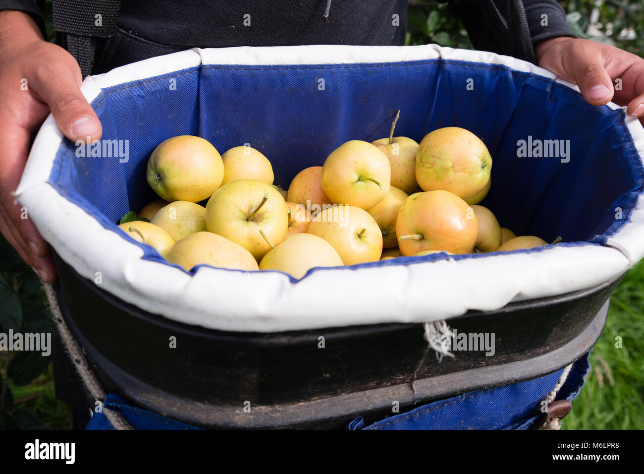 Bucket of freshly picked apples Stock Photo