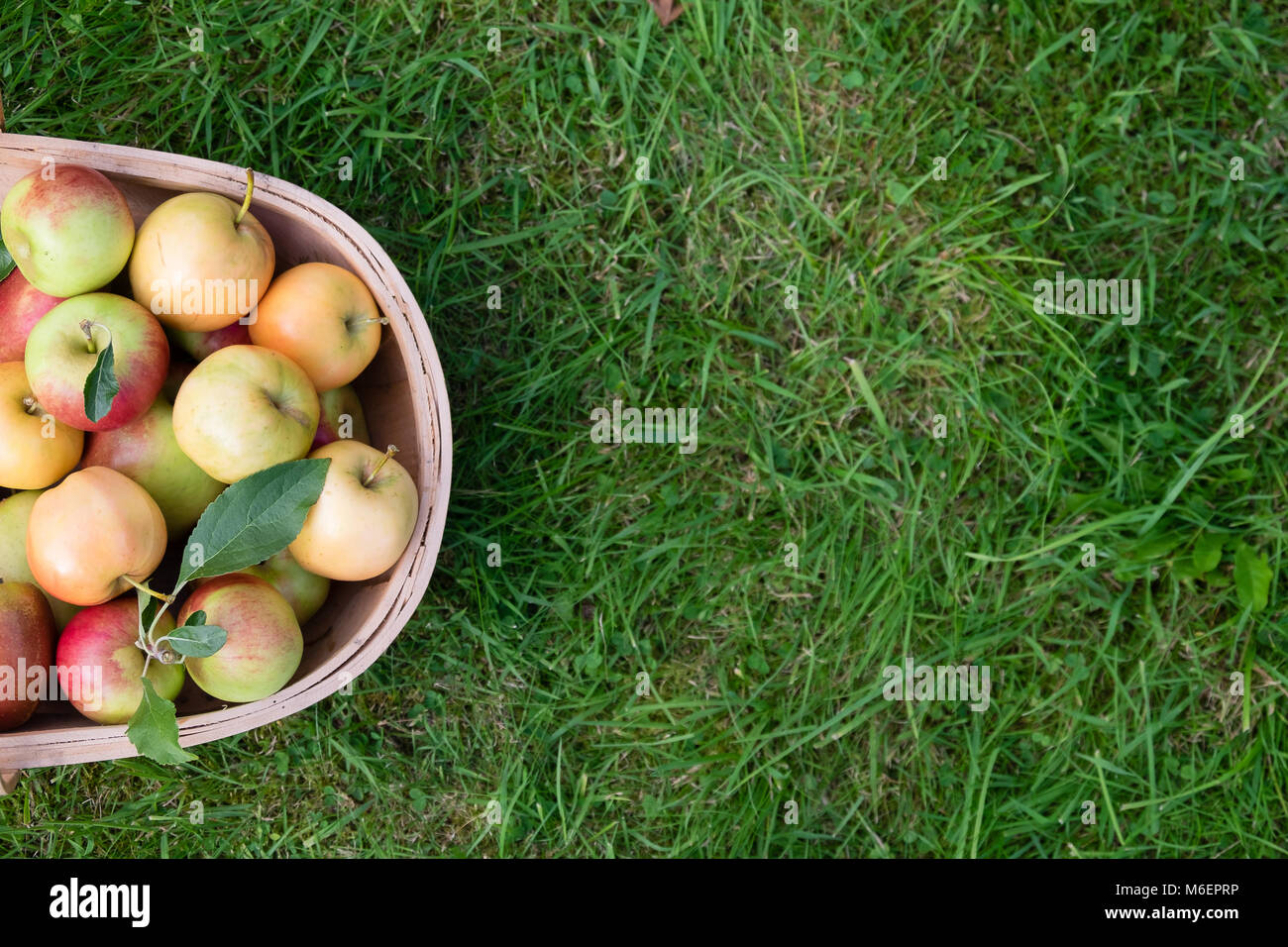 Apples in wooden basket on grass with room for copy Stock Photo