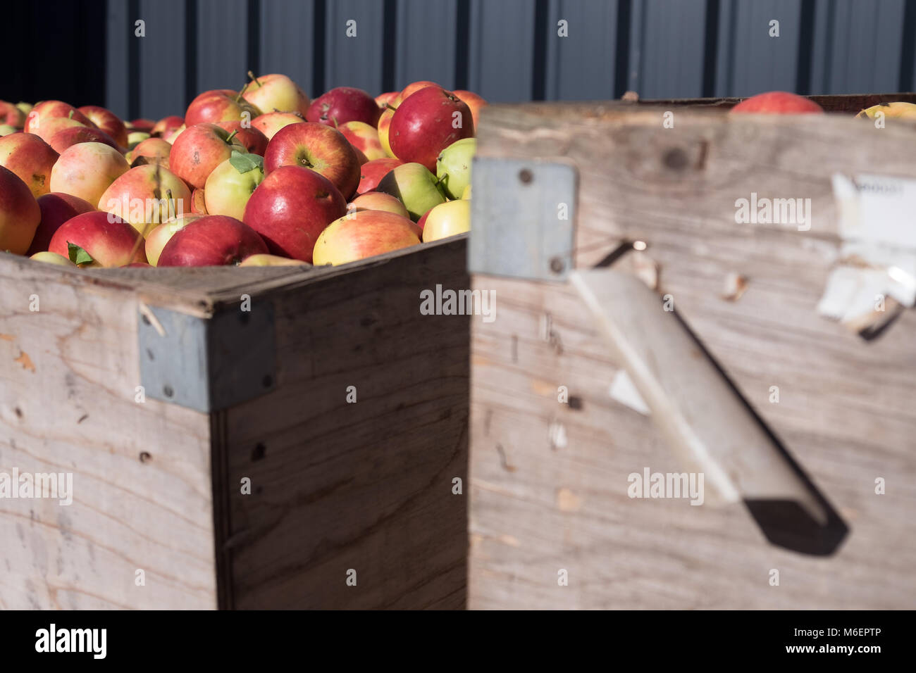 Apples in wooden crates Stock Photo